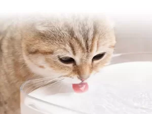 آبخوری اتوماتیک حیوانات خانگی شیائومی Xiaomi XWWF01MG Mijia Smart Pet Water Dispenser 2L